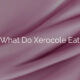 What Do Xerocole Eat